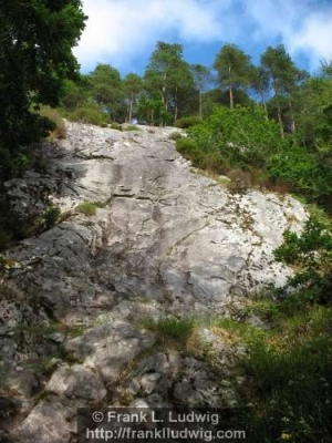 Yeats Country - Slish Wood, Sleuth Wood